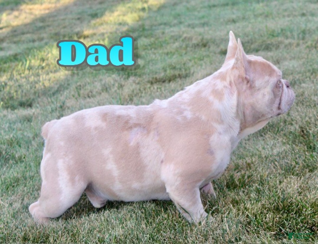 French Bulldog dogs for sale: Reba - Ad 8