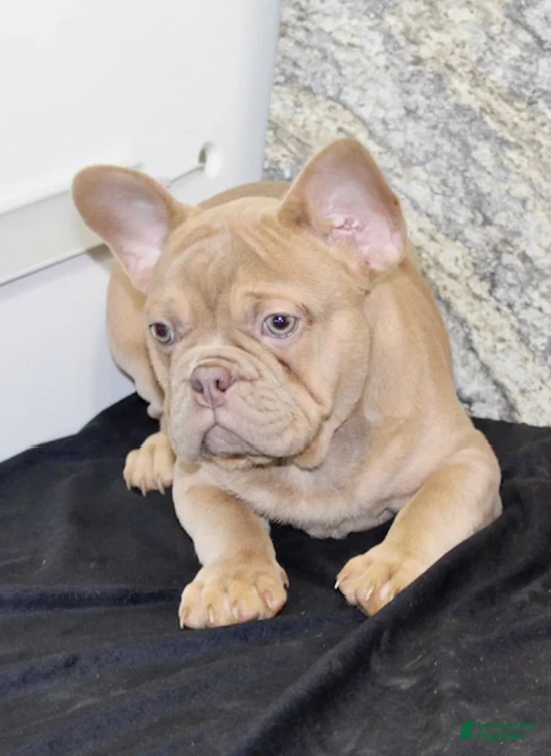 French Bulldog dogs for sale: Dustin - Ad 6