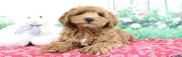 Mini Goldendoodle dogs for sale: Austin - Ad 3