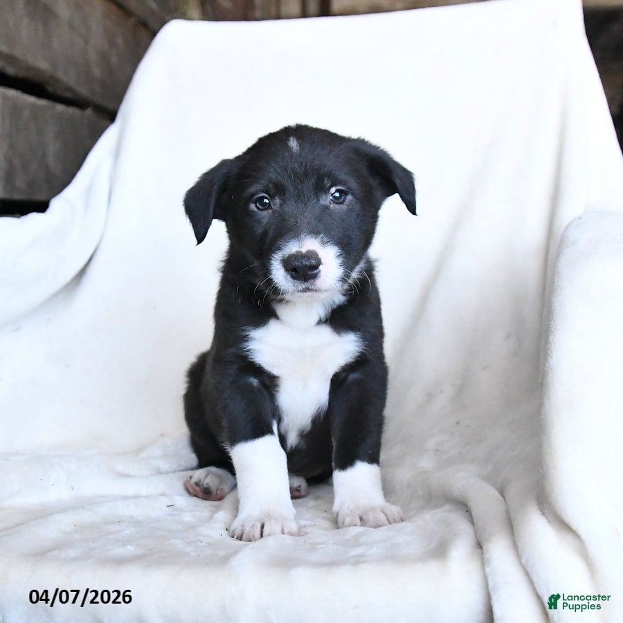 Border Collie dogs Finn - Ad 2