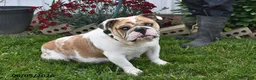 English Bulldog dogs for sale: Maggie - Ad 6