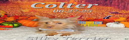 Silky Terrier dogs for sale: Colter - Ad 5