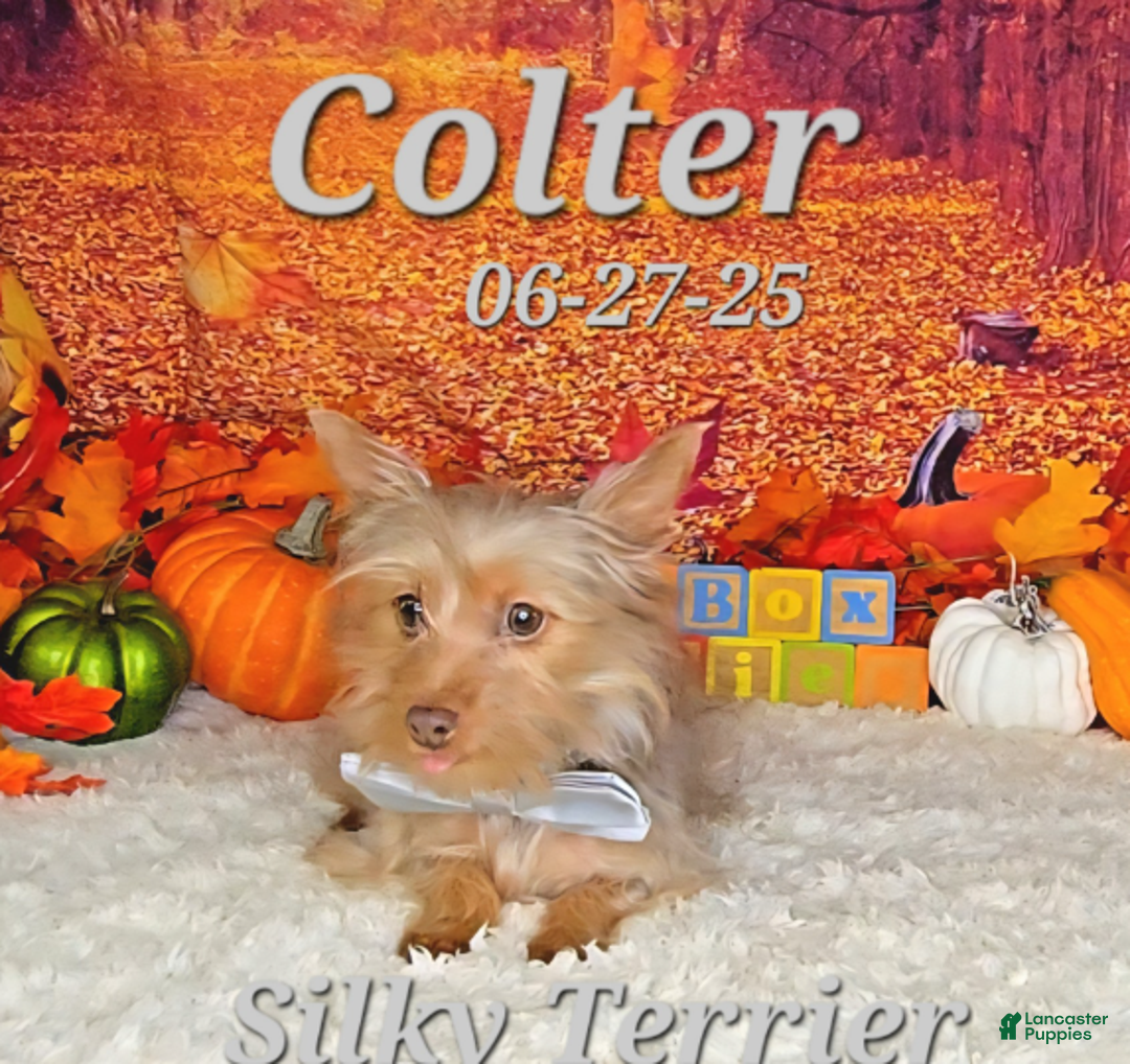 Silky Terrier dogs for sale: Colter - Ad 5