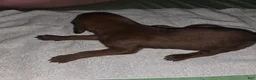 Redbone Coonhound dogs for sale: Redbone Coonhound 1(white/brown)) - Ad 6