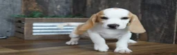Beagle dogs for sale: Walker - Ad 3