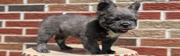 French Bulldog dogs for sale: Elle - Ad 3