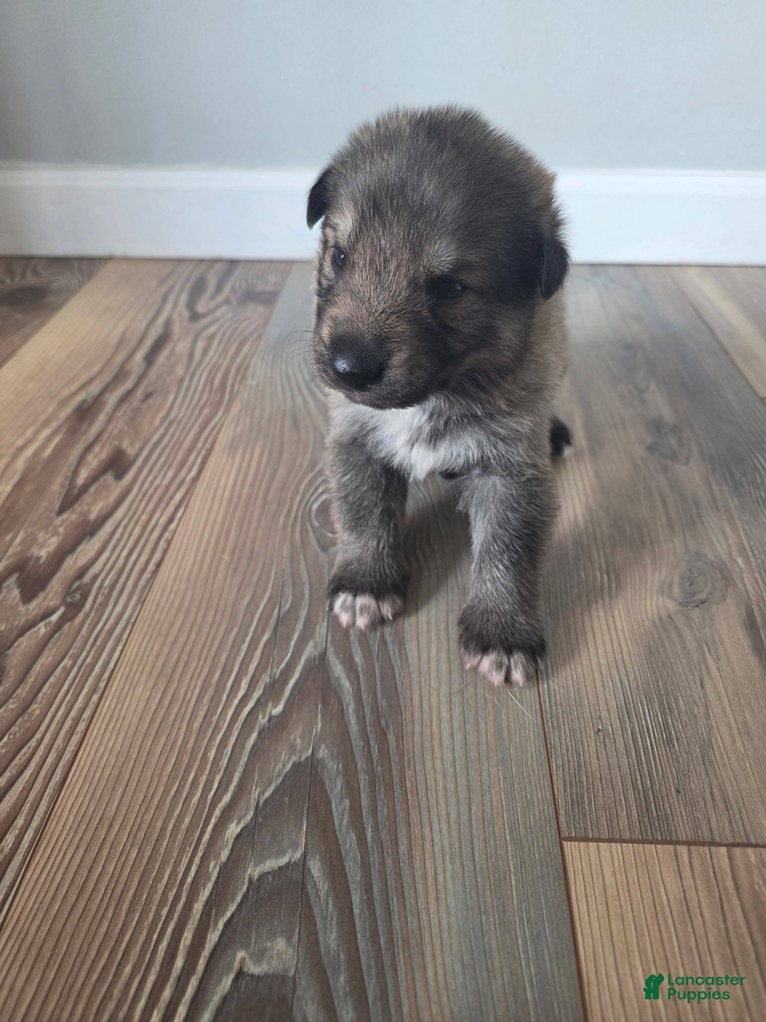 German Shepherd dogs German Shepherd Puppy 3 - Ad 24