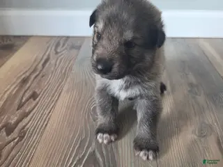 German Shepherd dogs German Shepherd Puppy 3 - Ad 24