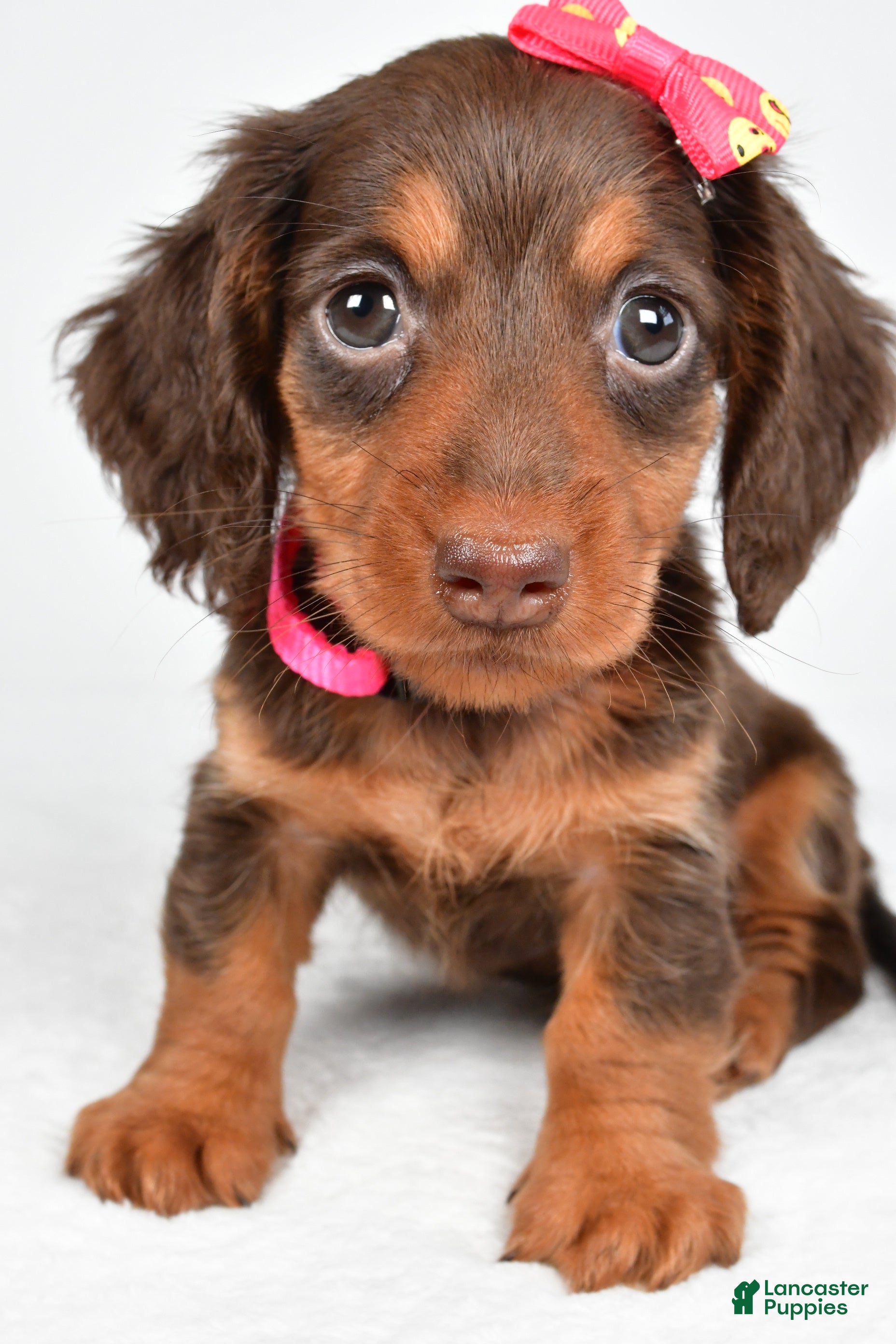 Miniature Dachshund dogs Trixie - Ad 2