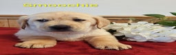 Goldador dogs for sale: Smoochie - Ad 3