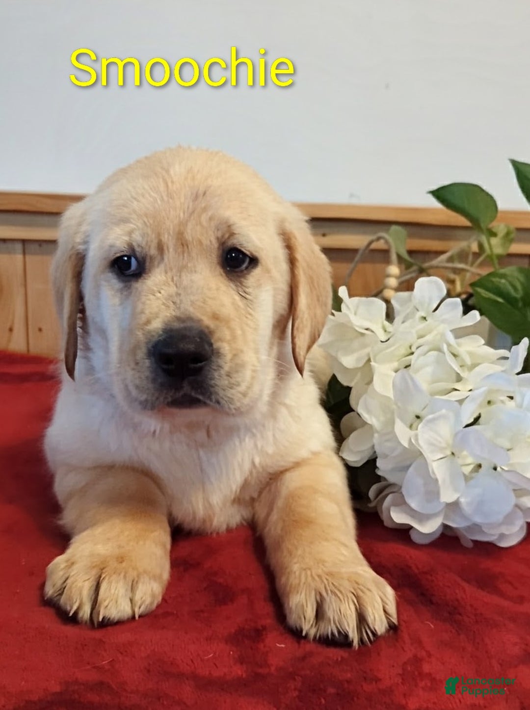 Goldador dogs for sale: Smoochie - Ad 3