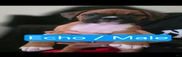 Boxer dogs for sale: Echo - Ad 1