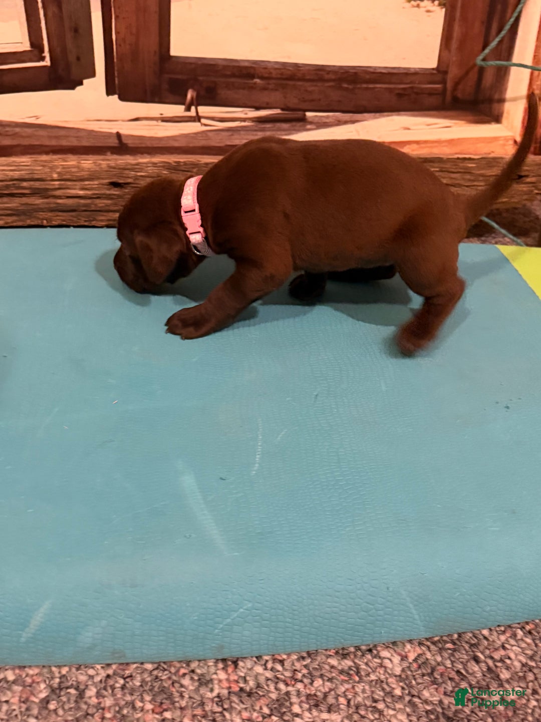 Labrador Retriever dogs for sale: Labrador Retriever MIAMI - Ad 5