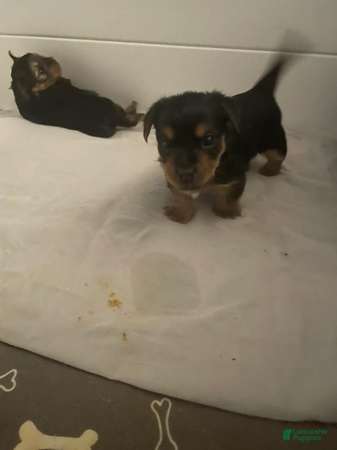 Yorkshire Terrier dogs for sale: Yorkshire Terrier Puppy 1 - Ad 2