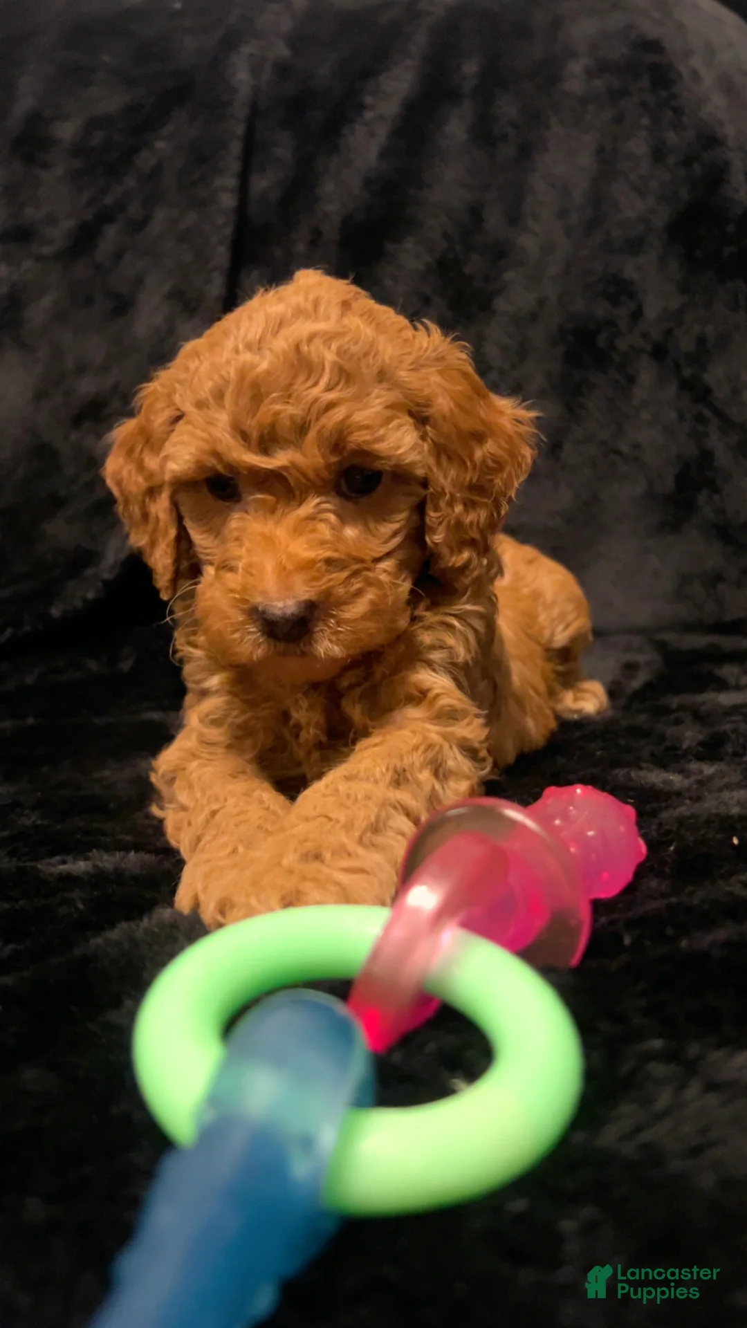 Mini Goldendoodle dogs for sale: Ms Strudel - Ad 7
