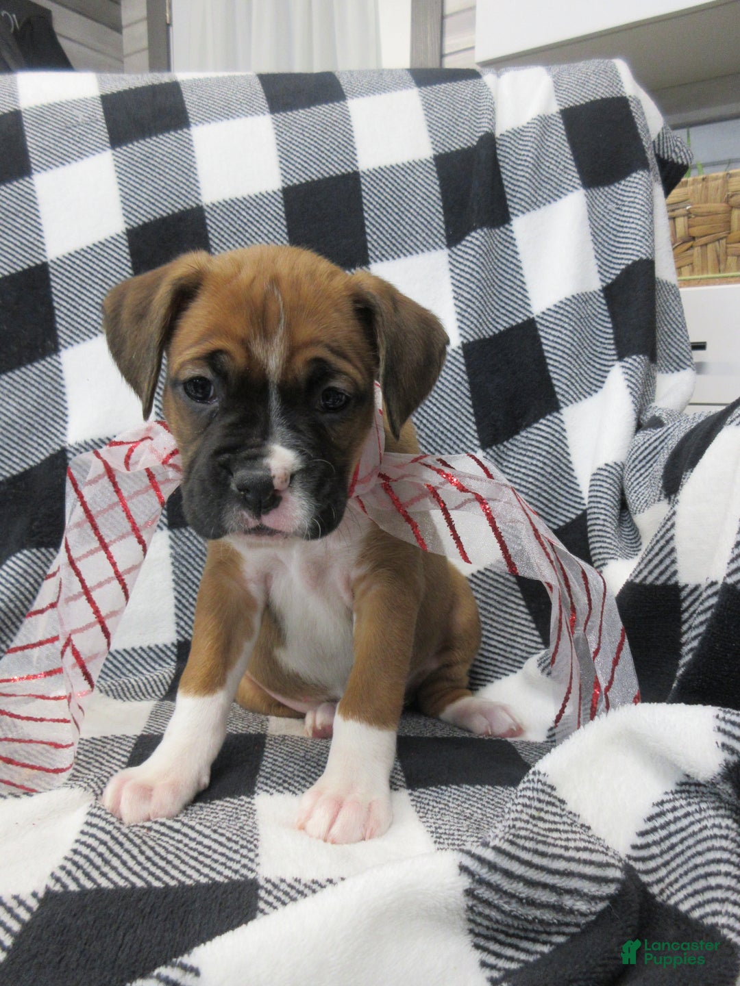 Boxer dogs for sale: Noel - Ad 7