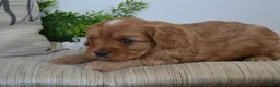 Miniature Poodle dogs for sale: Patches - Ad 6