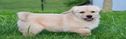 Golden Retriever dogs for sale: Diesel - Ad 4