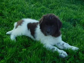 Newfoundland dogs for sale: Luna - Ad 3