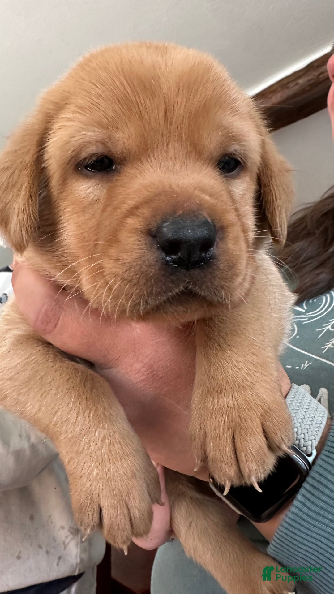 Labrador Retriever dogs for sale: Eleanor Rigby - Ad 4