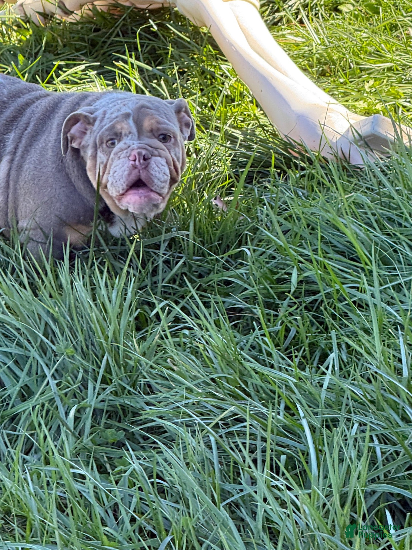 English Bulldog dogs for sale: English Bulldog 1 - Ad 1