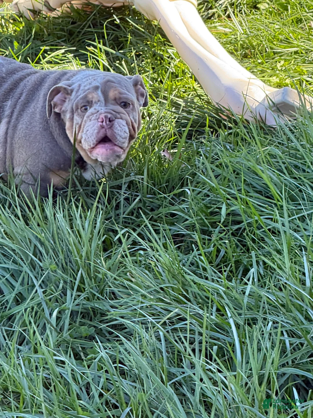English Bulldog dogs for sale: English Bulldog 1 - Ad 1