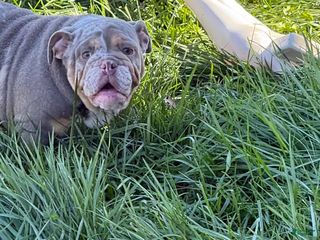 English Bulldog dogs for sale: English Bulldog 1 - Ad 1