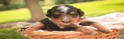 Mini Bernedoodle dogs for sale: Maple F1 Mini Bernedoodle  - Ad 11