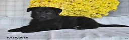 German Shepherd dogs for sale: Olivia - Ad 5