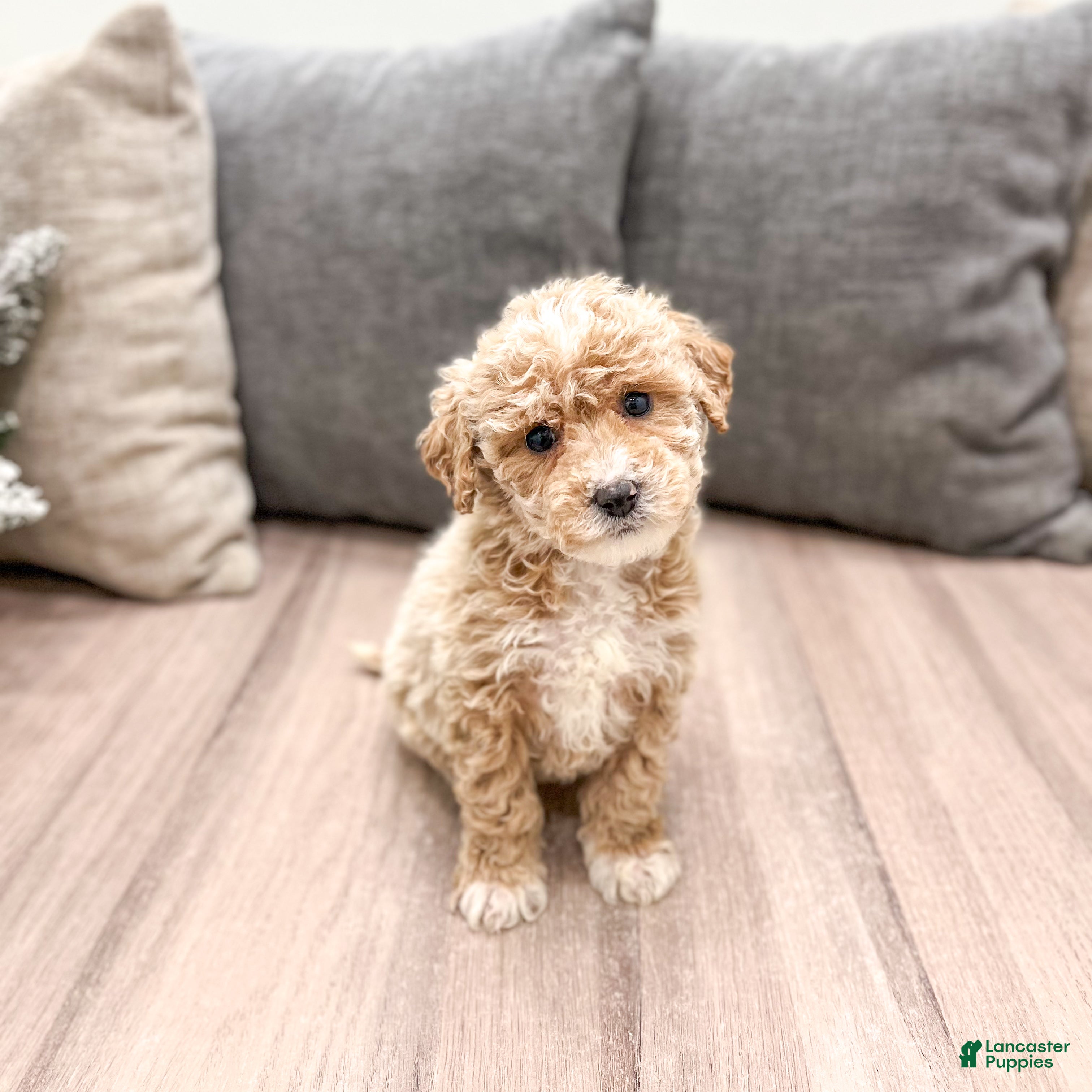 Goldendoodle dogs Snowflake  - Ad 6