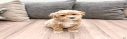 Goldendoodle dogs for sale: Snowflake  - Ad 1