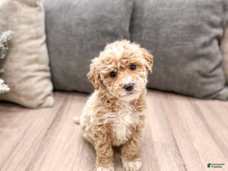 Goldendoodle dogs Snowflake - Ad 1