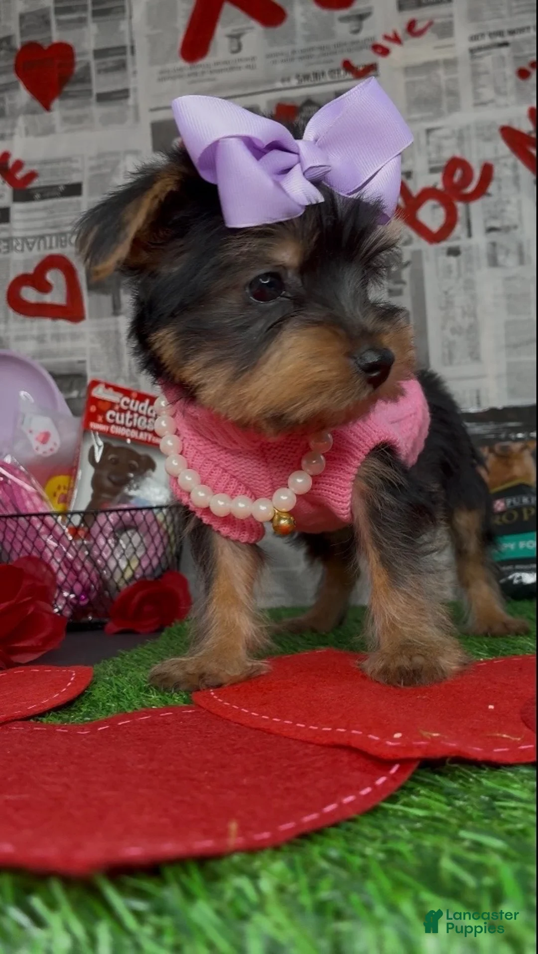 Yorkshire Terrier dogs for sale: Chloe - Ad 7