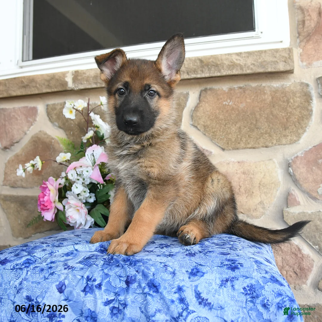 German Shepherd dogs for sale: Sasha - Ad 5