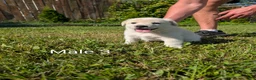 Mixed Breed dogs for sale: American Pyre 3 - Ad 3