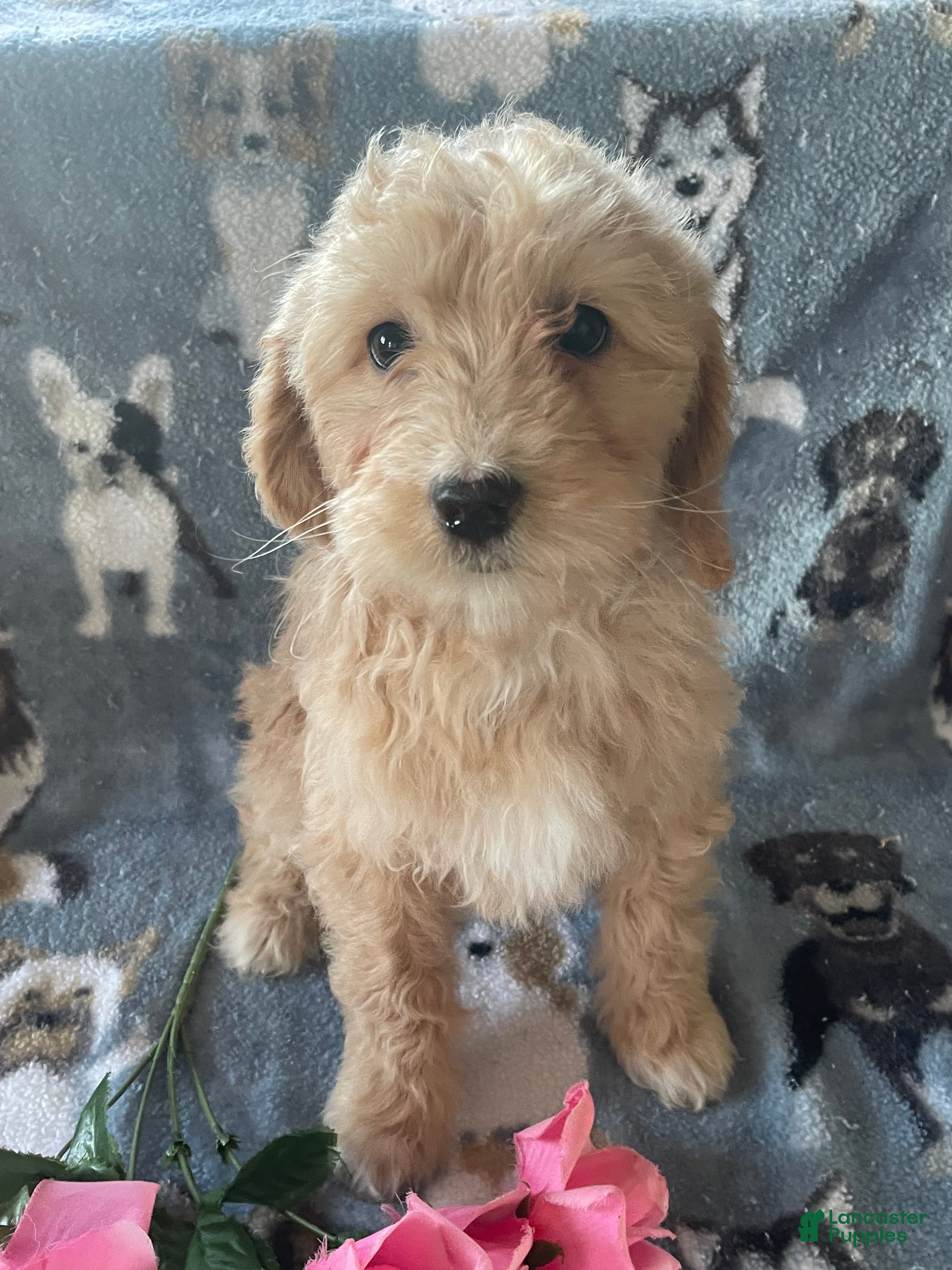 Mini Goldendoodle dogs Ruby - Ad 19
