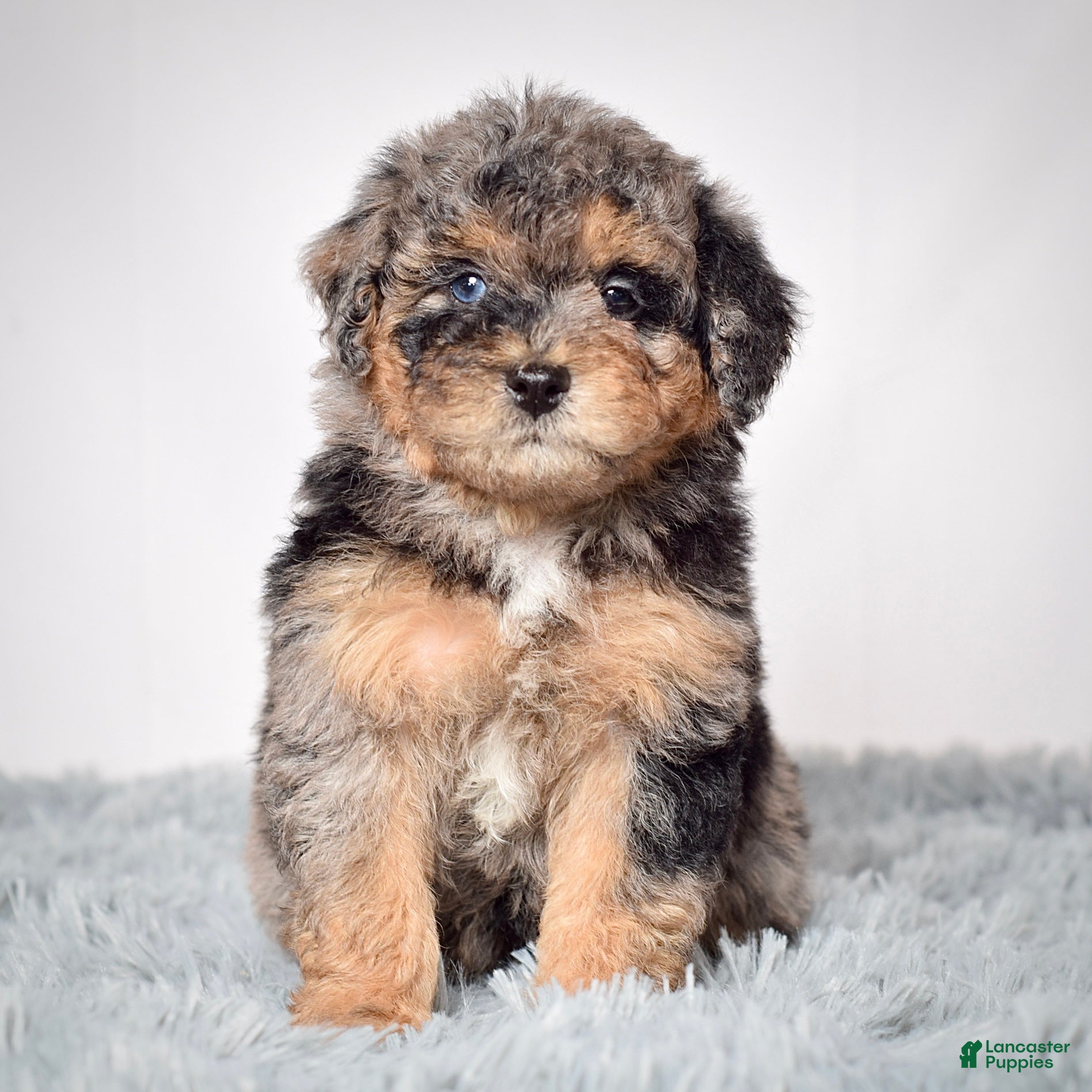 Mini Goldendoodle dogs Mr. Niles - Ad 25