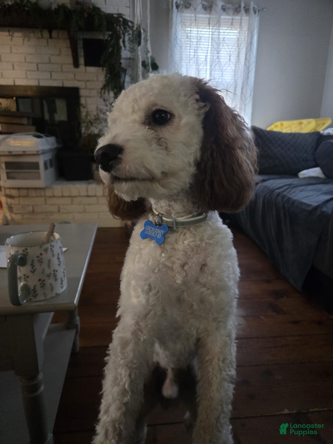 Cavapoo dogs for stud: Loki Kingsley - Ad 2