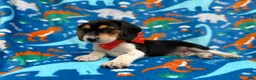 Beagle dogs for sale: Tigger - Ad 4
