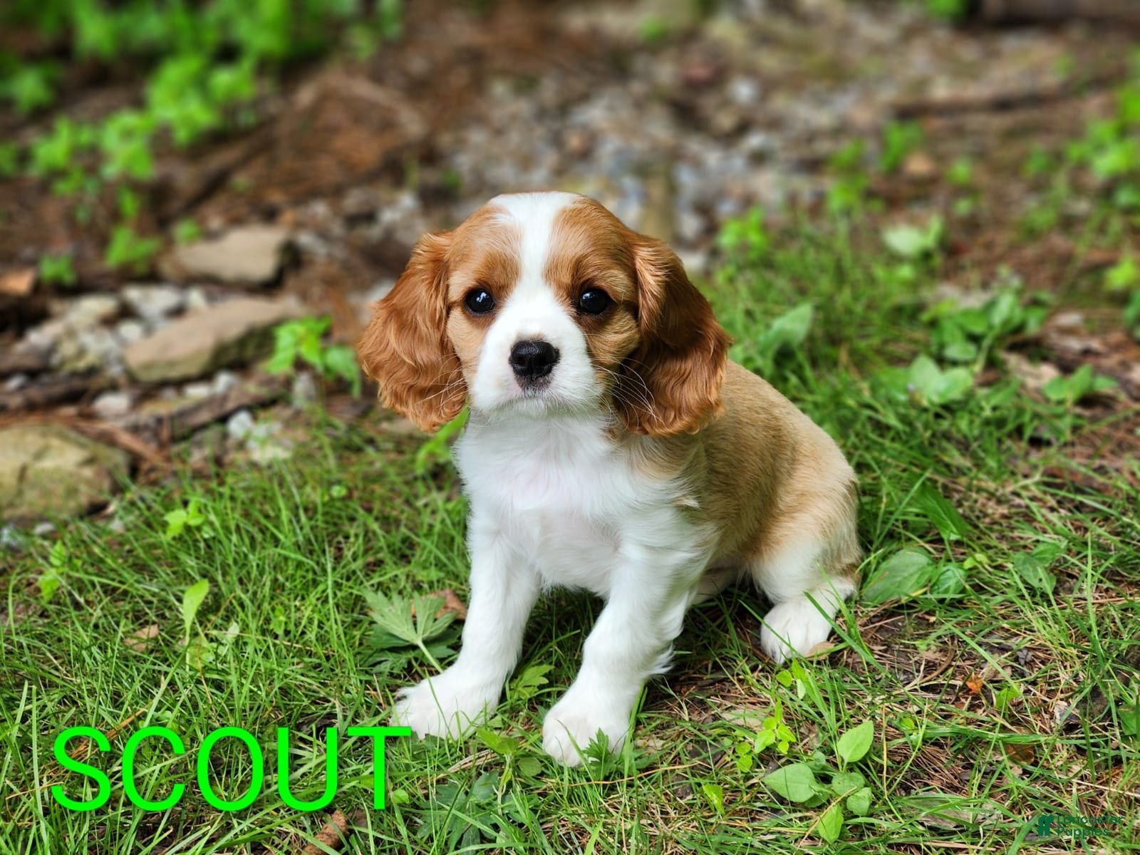 Cavalier King Charles Spaniel dogs Scout - Ad 2
