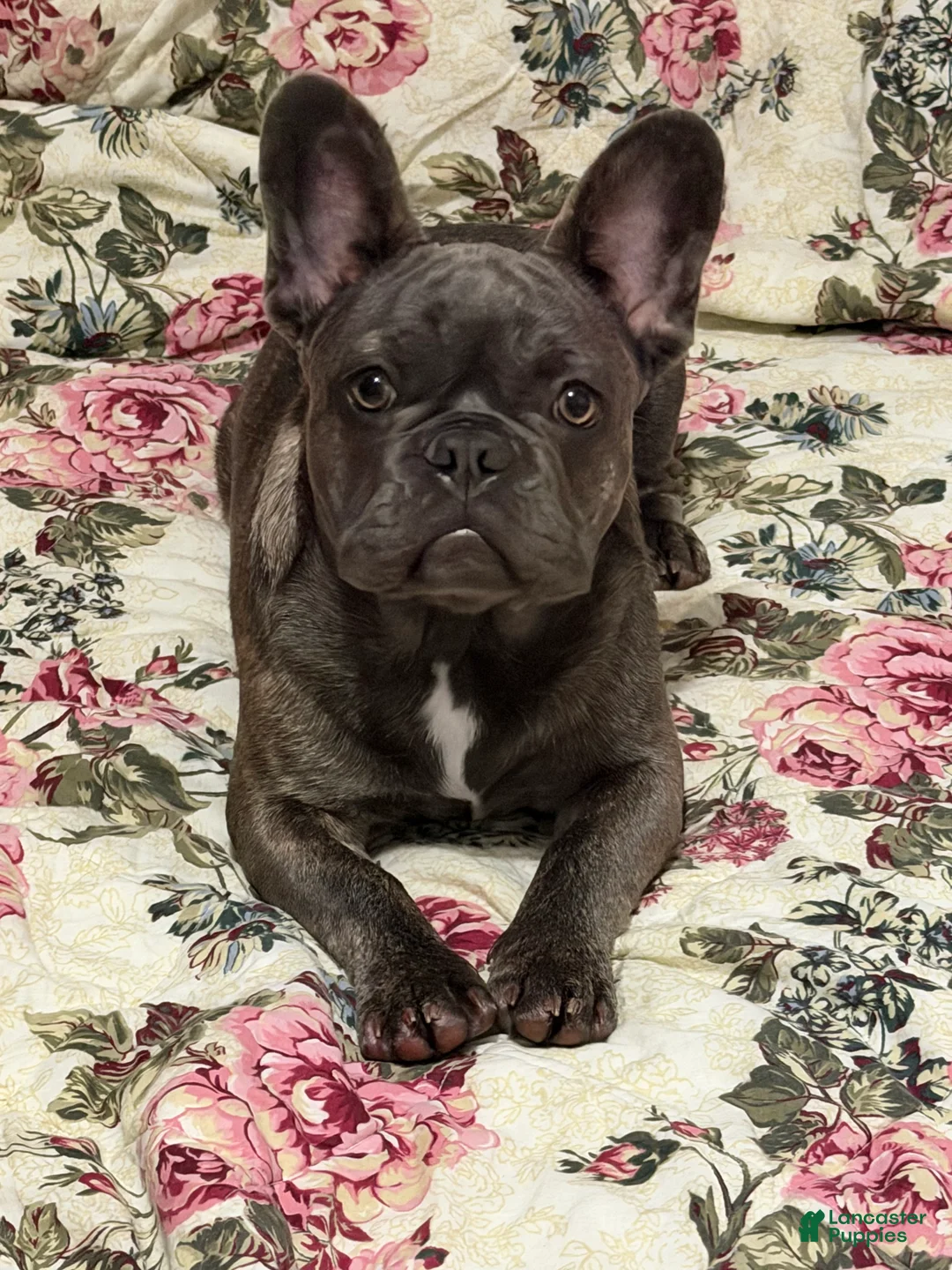 French Bulldog dogs for sale: Bullwinkle  - Ad 2