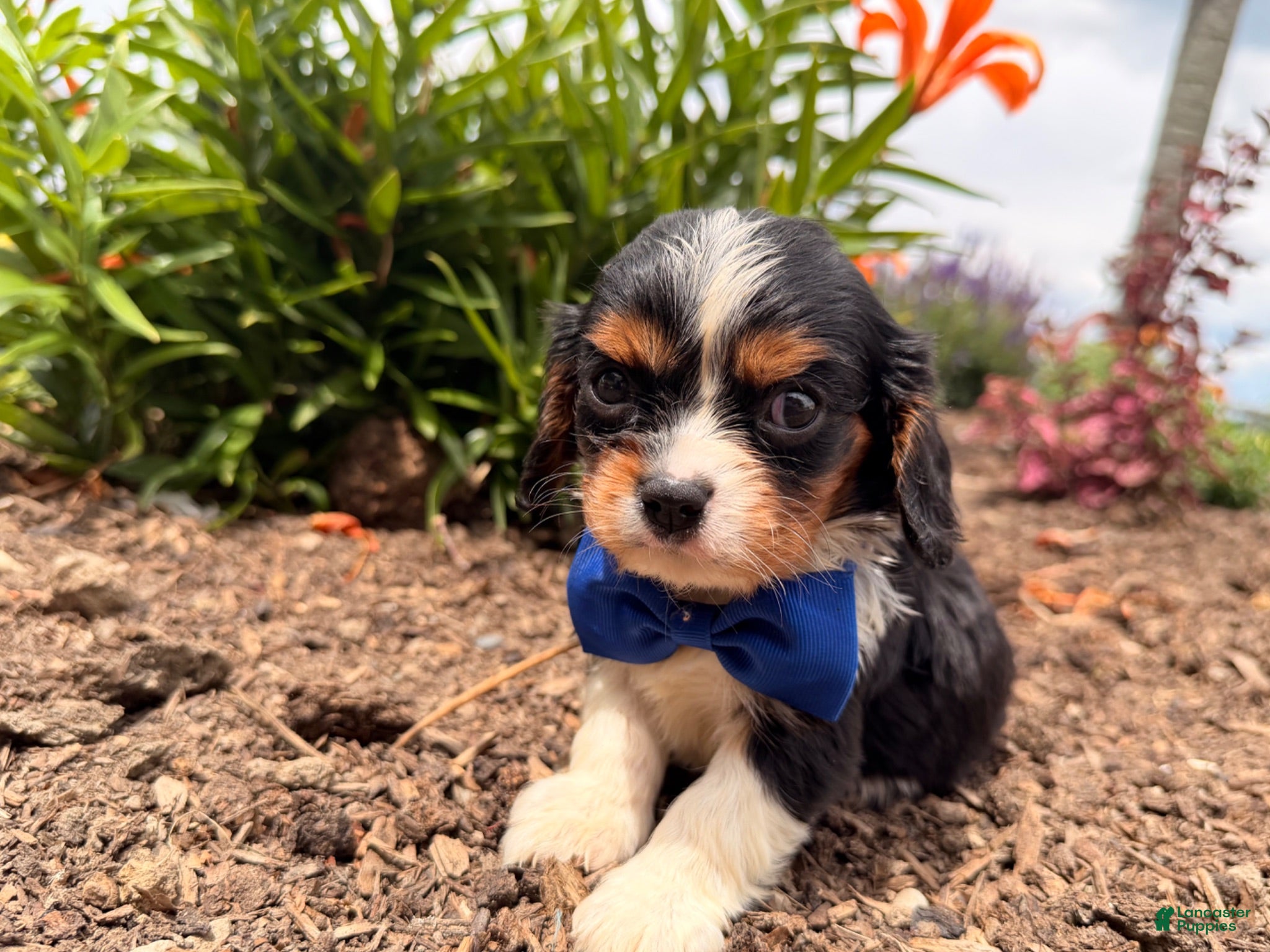 Cavalier King Charles Spaniel dogs Bo - Ad 2