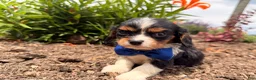 Cavalier King Charles Spaniel dogs for sale: Bo - Ad 2