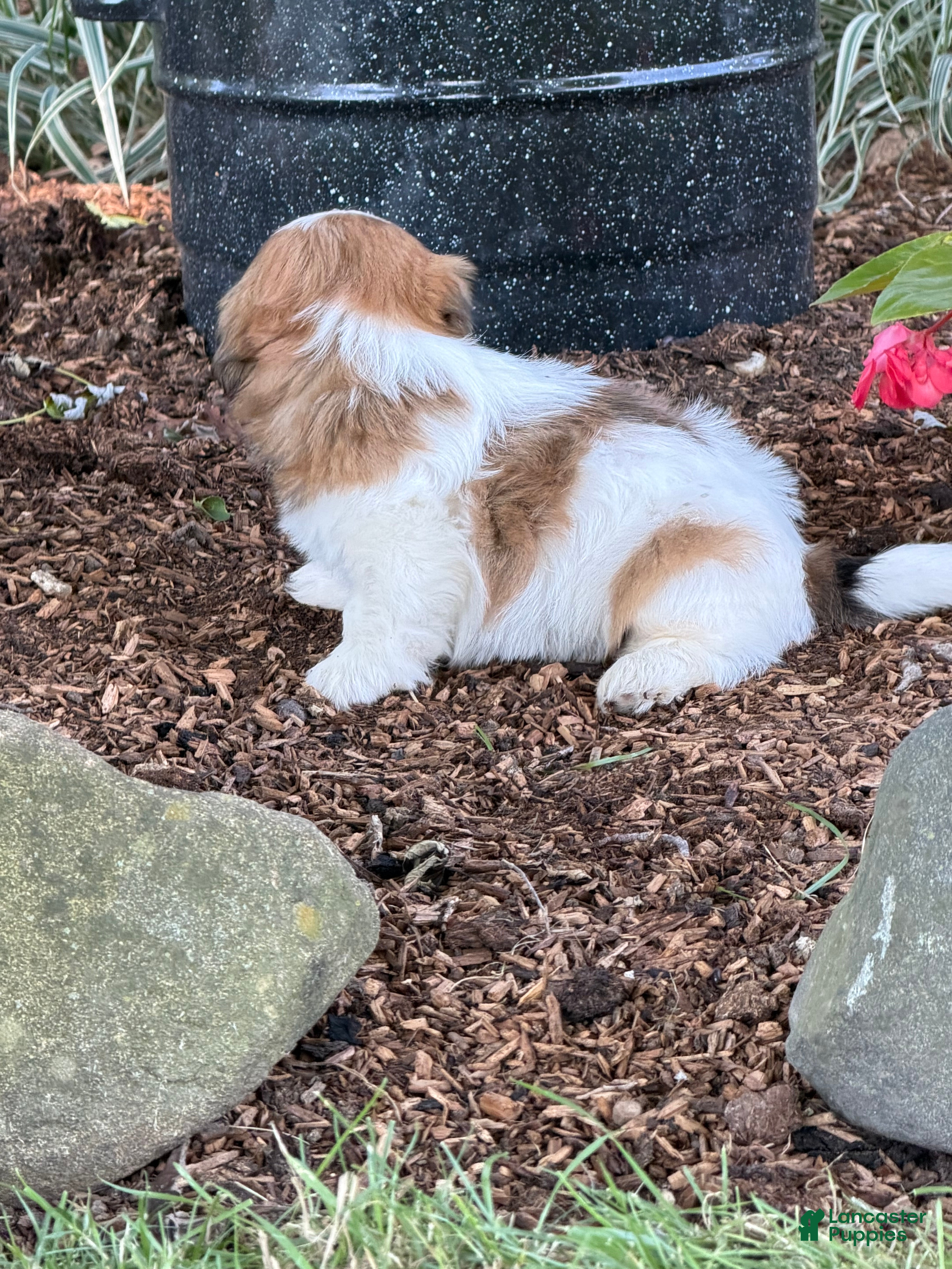 Shih Tzu dogs Quigley Shih Tzu  - Ad 2