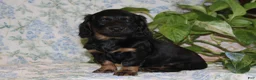 Dachshund dogs for sale: POLLY - Ad 1