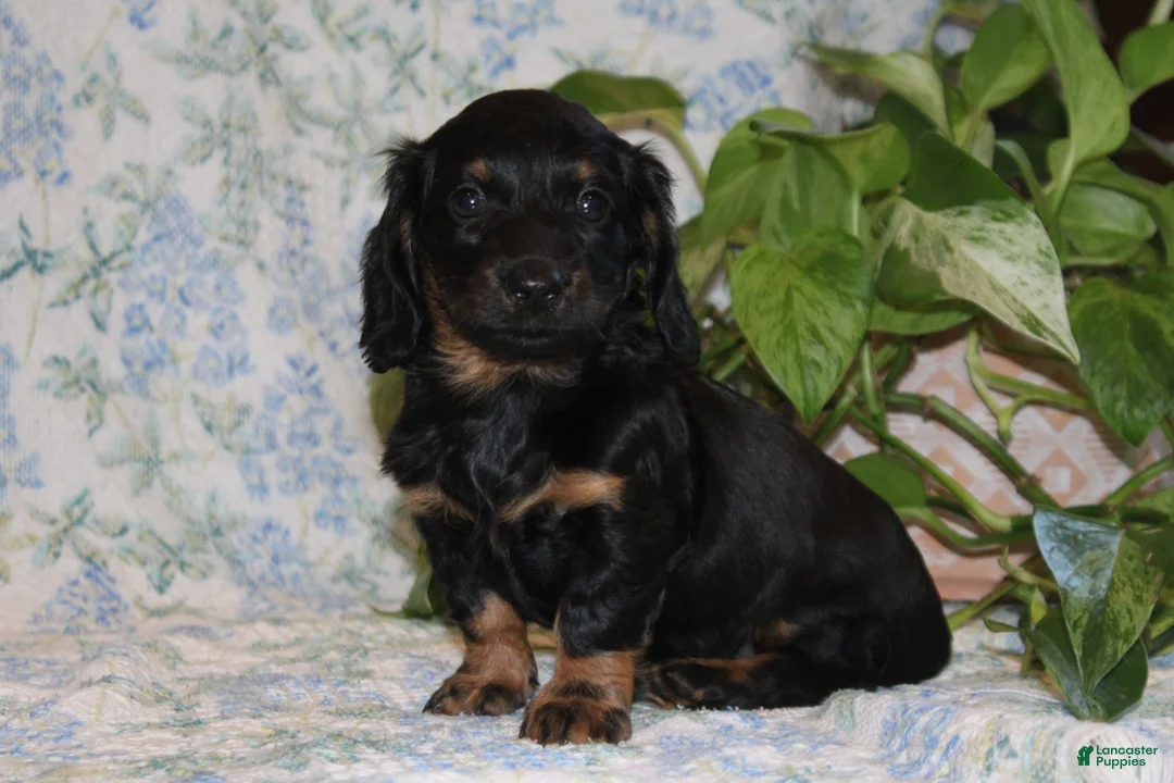 Dachshund dogs for sale: POLLY - Ad 1