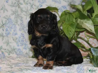 Dachshund dogs for sale: POLLY - Ad 3