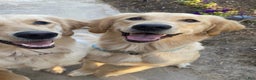Golden Retriever dogs for sale: Blue - Ad 8