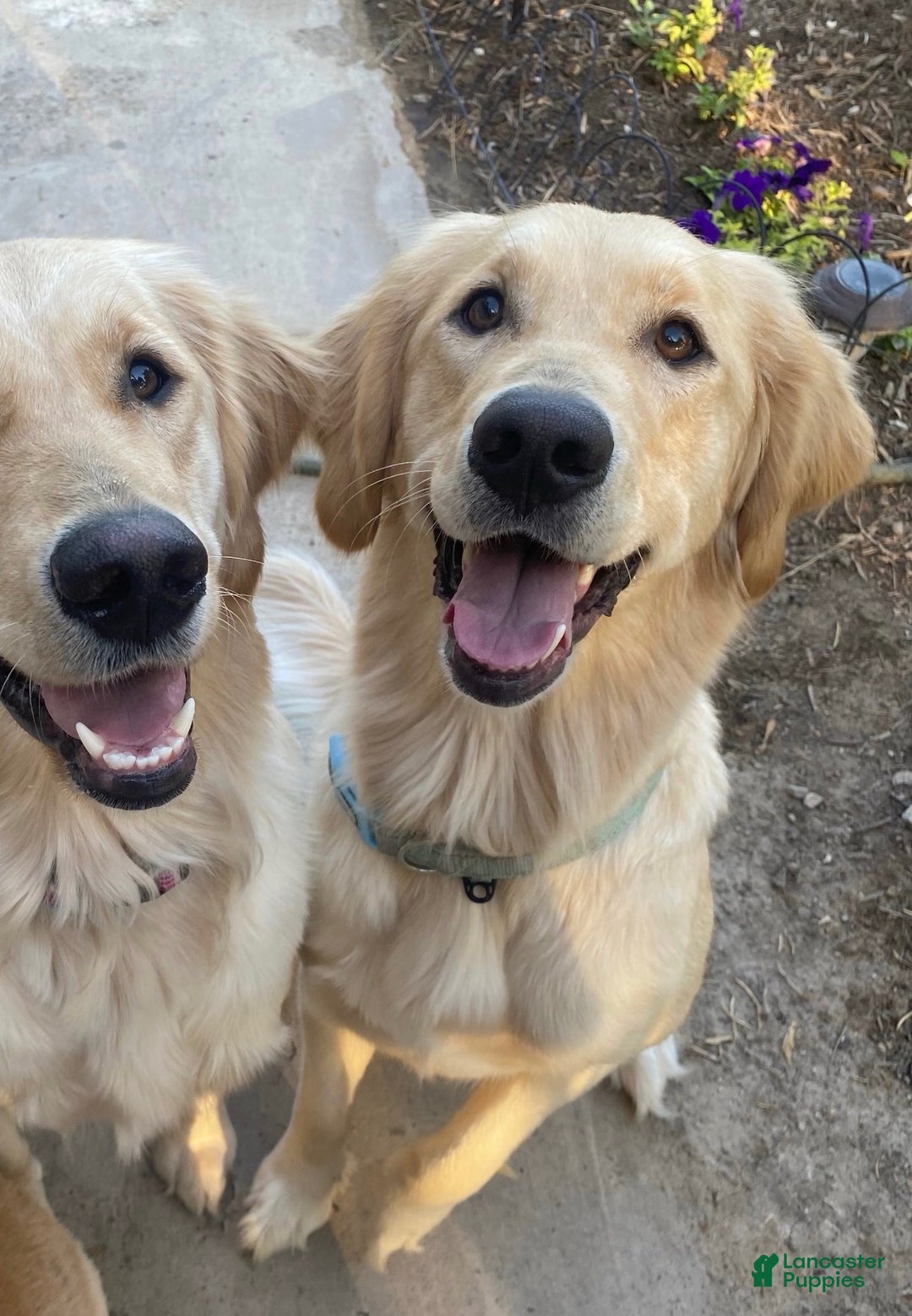 Golden Retriever dogs for sale: Blue - Ad 8
