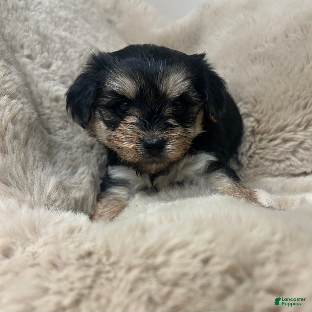 Morkie dogs for sale: Carter - Ad 5